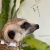 丁滿／狐獴大小事－生活分享、飼養討論、周邊買賣