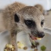 丁滿／狐獴大小事－生活分享、飼養討論、周邊買賣