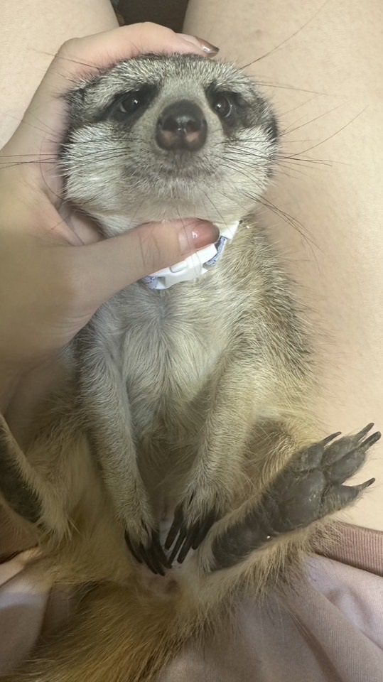 丁滿／狐獴大小事－生活分享、飼養討論、周邊買賣