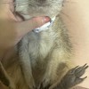 丁滿／狐獴大小事－生活分享、飼養討論、周邊買賣