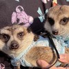 丁滿／狐獴大小事－生活分享、飼養討論、周邊買賣