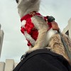 丁滿／狐獴大小事－生活分享、飼養討論、周邊買賣