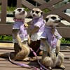 丁滿／狐獴大小事－生活分享、飼養討論、周邊買賣