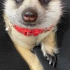 丁滿／狐獴大小事－生活分享、飼養討論、周邊買賣