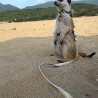 丁滿／狐獴大小事－生活分享、飼養討論、周邊買賣
