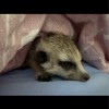 丁滿／狐獴大小事－生活分享、飼養討論、周邊買賣