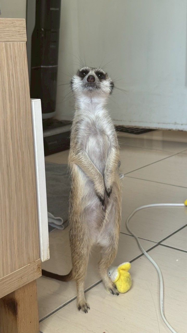 丁滿／狐獴大小事－生活分享、飼養討論、周邊買賣