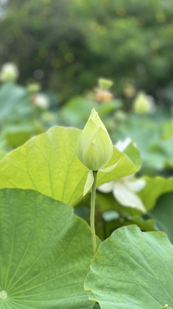 豐東708親師溝通（114年）