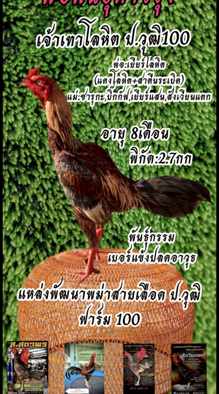 พรสวรรค์ฟาร์ม.(เพชร ม.9)แหล่งพัฒนาสายเลือด ป.วุฒิ100