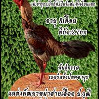 พรสวรรค์ฟาร์ม.(เพชร ม.9)แหล่งพัฒนาสายเลือด ป.วุฒิ100