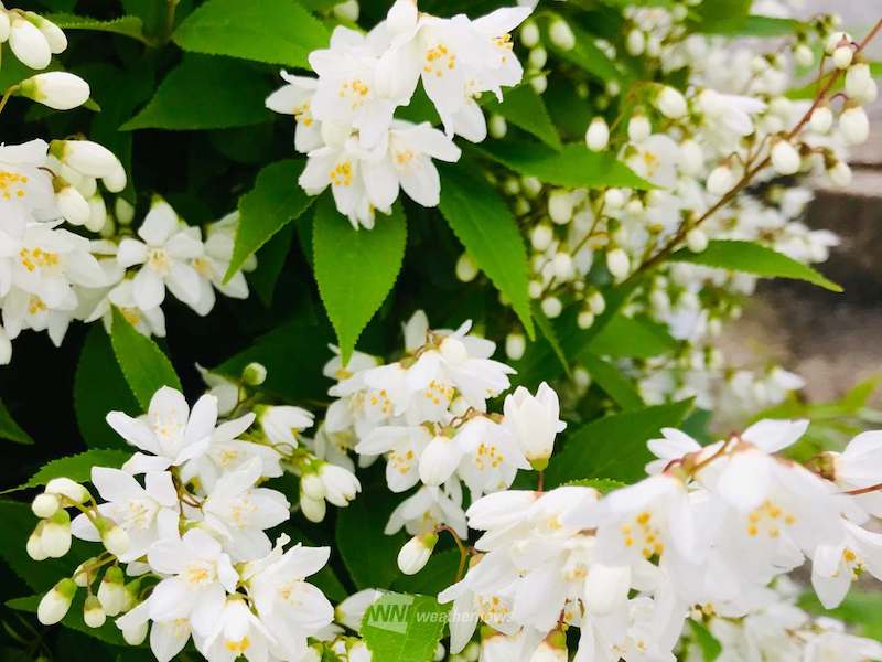 卯の花くたし 日本人の感性が生み出した長雨を表す言葉