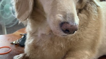 (寵物/醫療)臺灣動物寵物腫瘤治療懶人包,時時關心家中毛寶貝,讓牠陪你久久