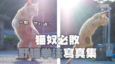 野貓拳法寫真集