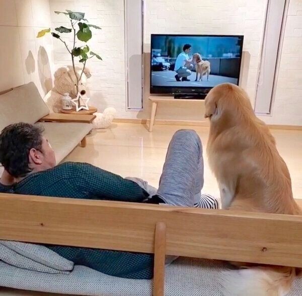 パパと一緒に映画を楽しむ犬の後ろ姿が微笑ましい