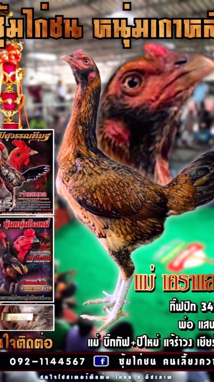 ซุ้ม ไก่ชน ชัยมงคล