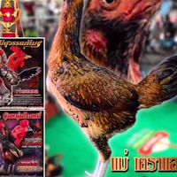 ซุ้ม ไก่ชน ชัยมงคล