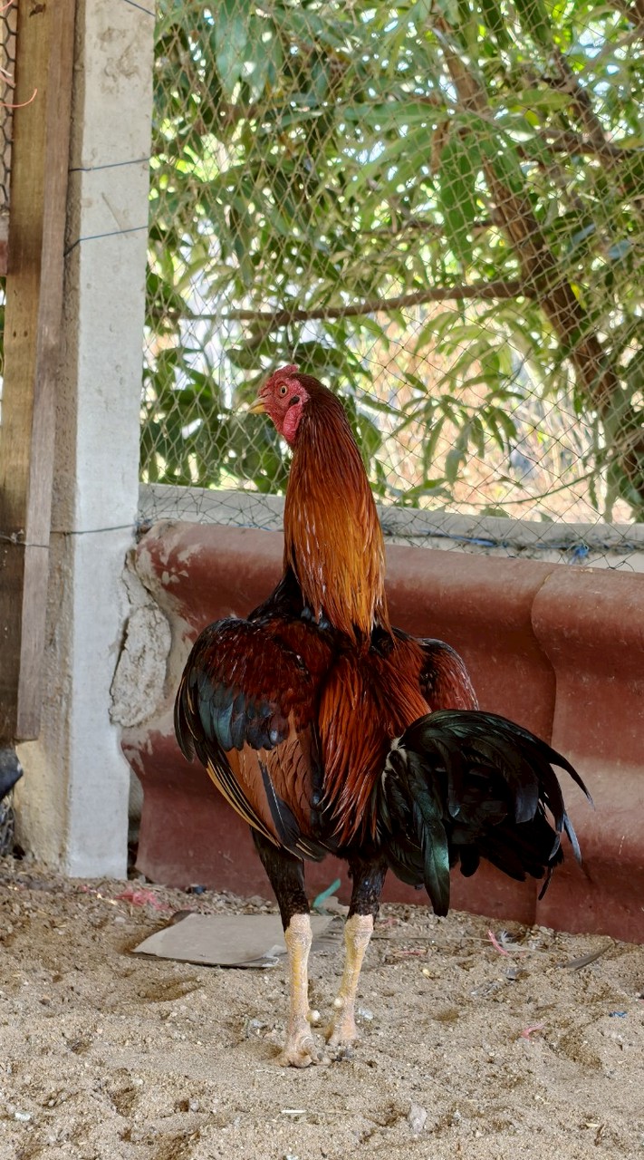 พลากรฟาร์ม