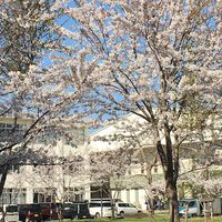 函館東生徒会（仮）