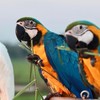 🦜ซื้อขายนกแก้วทุกชนิด 🦜