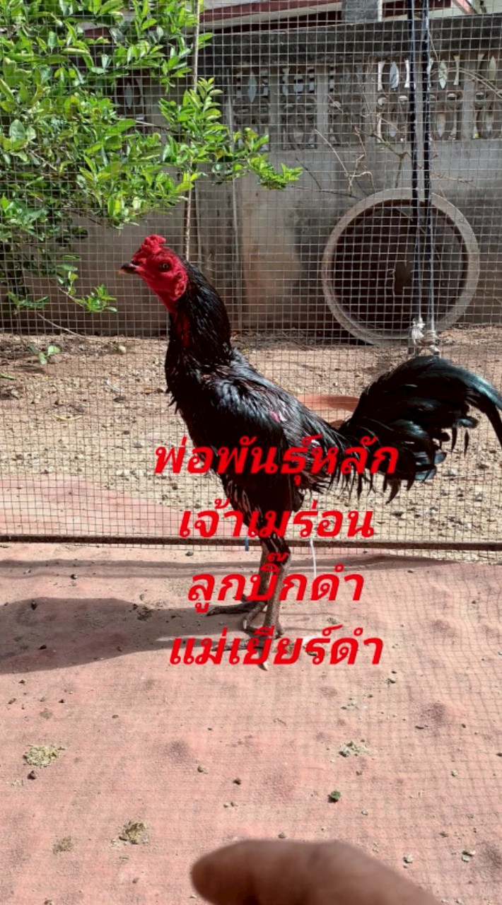 ซุ้ม11เสือ