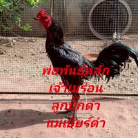ซุ้ม11เสือ