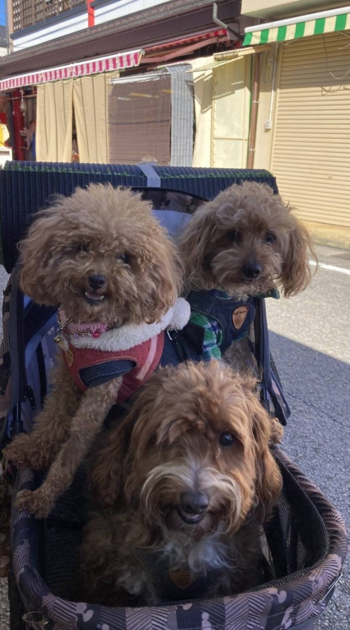 トイプードル🐕大好き💕Happy＆パラダイス