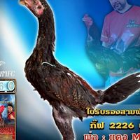 ธนภัทรเจริญฟาร์ม