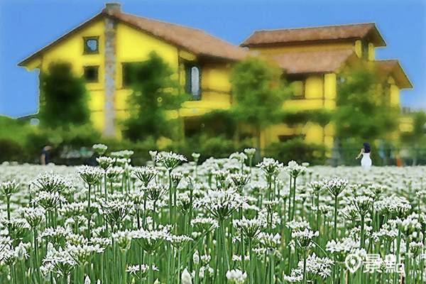 雪白韭菜花海限定美拍 夢幻九月雪地景藝術一起賞 景點家 Line Today