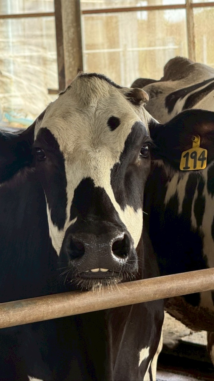 Stock delaval 2026 🧡