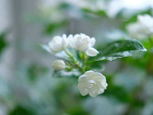 ベランダがいい香りに包まれる 茉莉花 まつりか の育て方