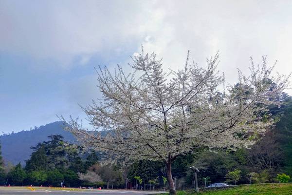 粉白櫻花如浪漫春雪 大雪山霧社櫻盛開 景點家 Line Today