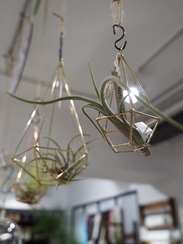 succulent&gift (11 - 15)