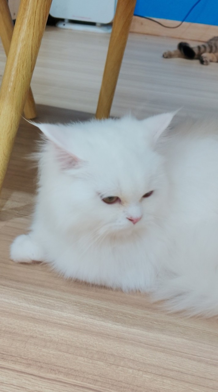 กิล ต้นสน GogoMuffin