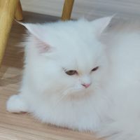 กิล ต้นสน GogoMuffin