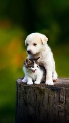 【動物・ペット好き】