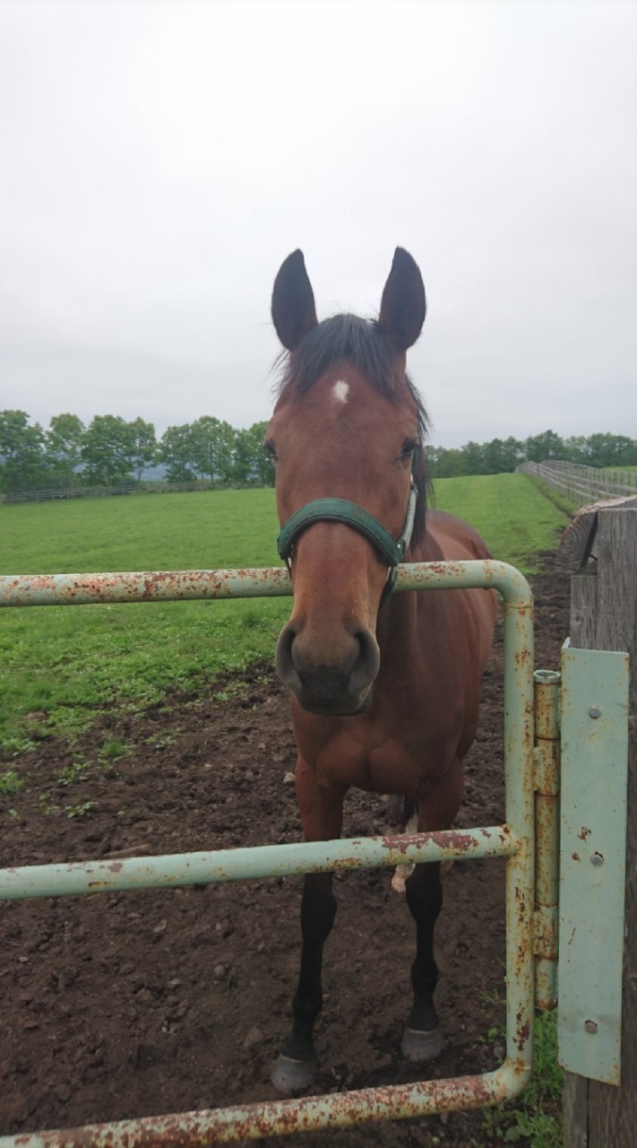 一口馬主・ウインレーシング