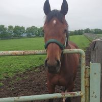 一口馬主・ウインレーシング