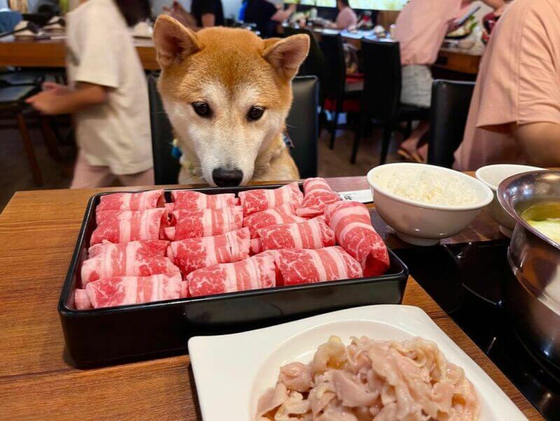 台北寵物友善餐廳大毛屋涮涮鍋