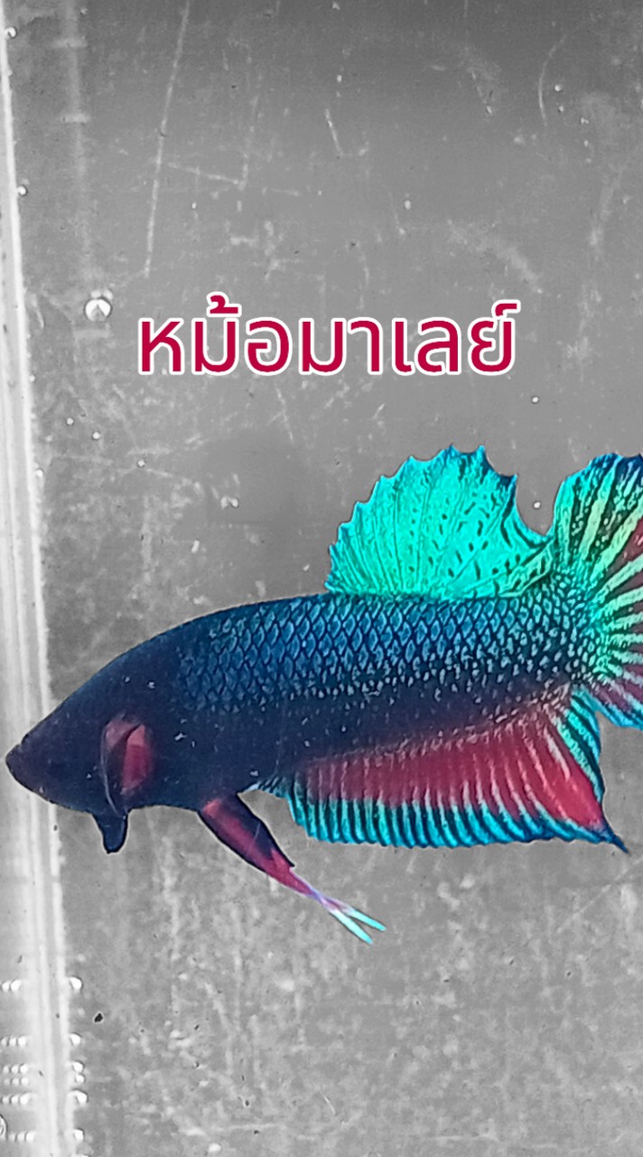 ร้านขายปลากัดอุดรธานี