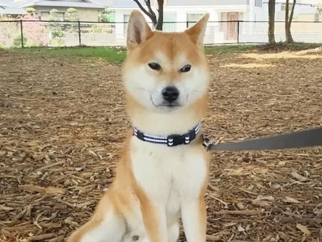 犬の 横座り に注意 かわいいけど病気の可能性も いぬのきもちnews