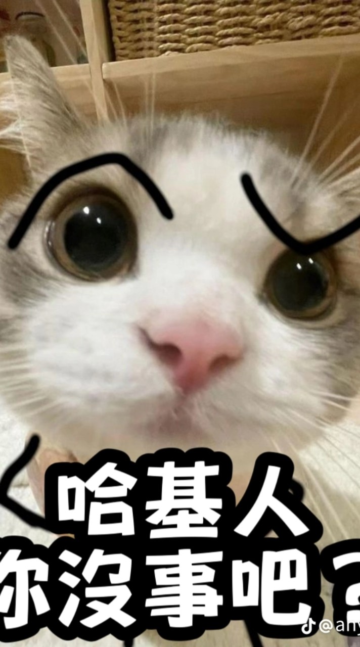 小貓小狗做的小蠢事~