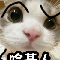 小貓小狗做的小蠢事~