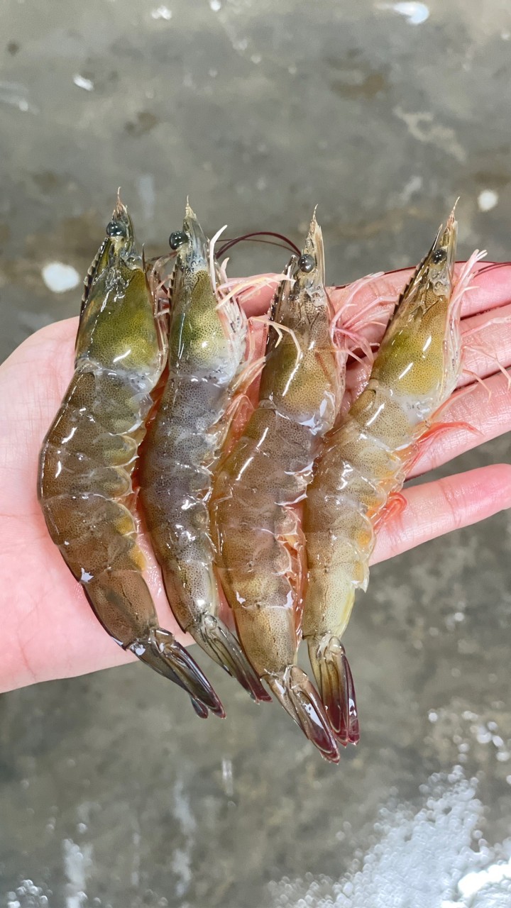แพMJ กุ้งสด🦐