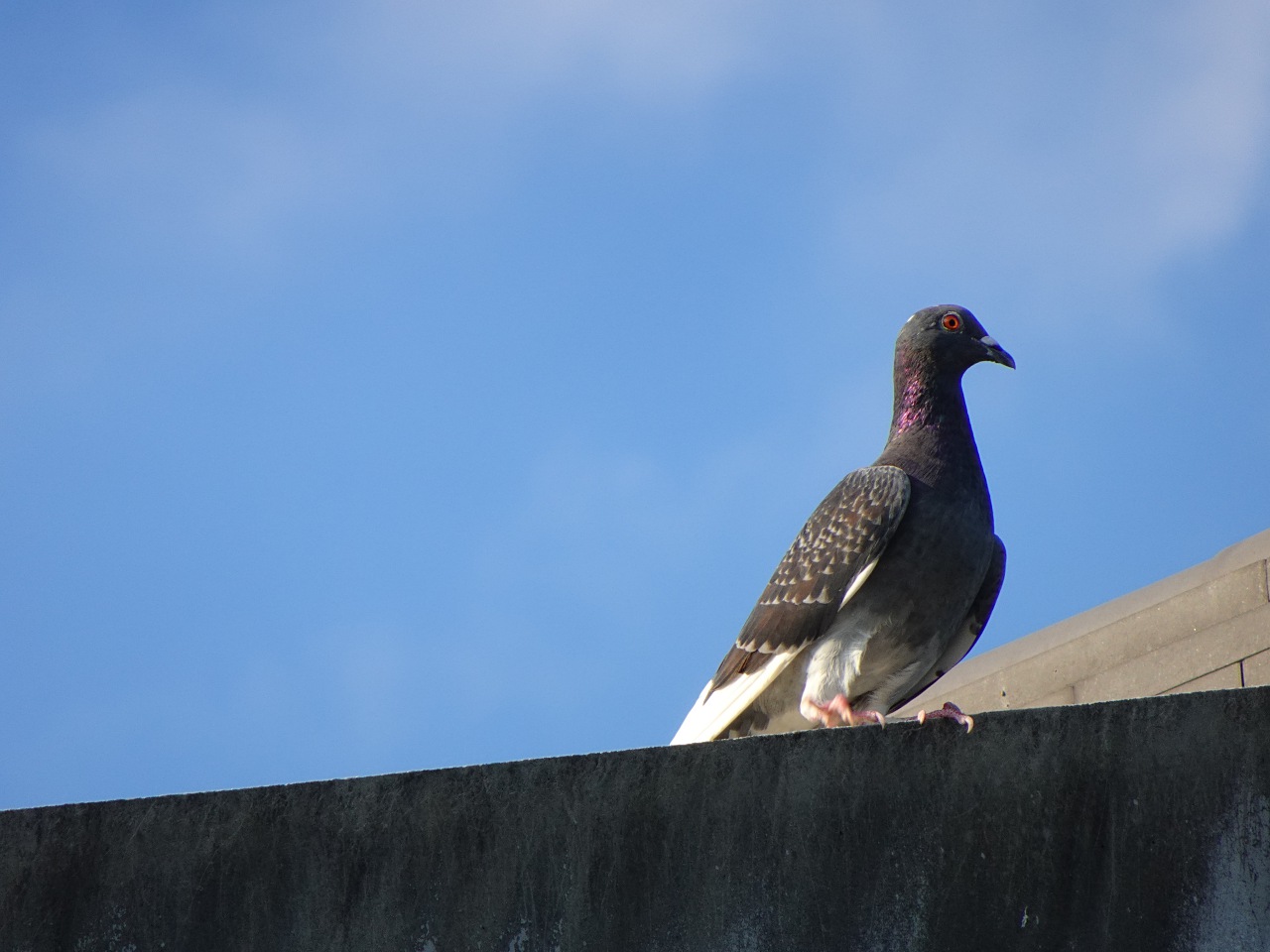 世界最輕巧，28 倍變焦的掌中長砲 Sony DSC-HX99 實拍評測