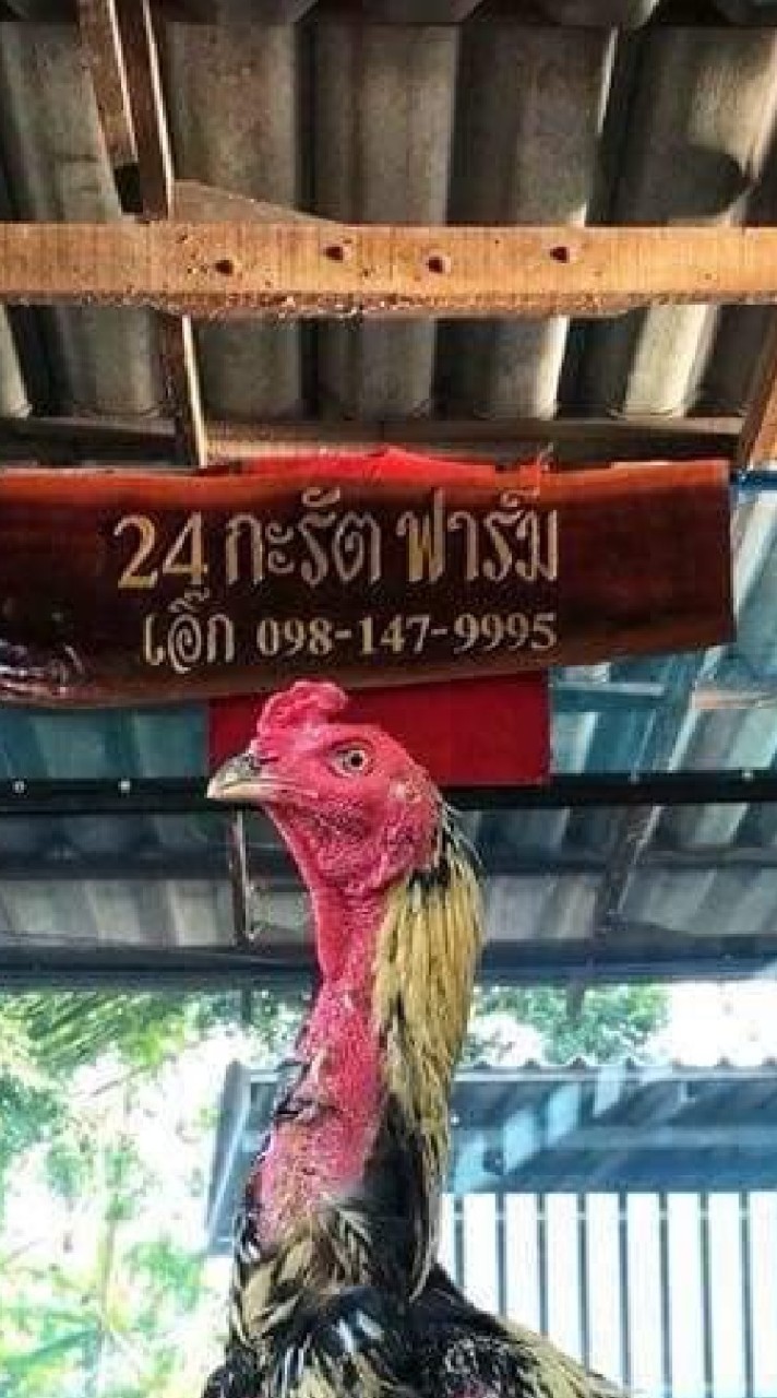 24กะรัตฟาร์ม