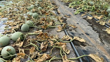 【絕不原諒】用除草劑令六間溫室的蜜瓜枯萎