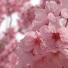 医学部学士編入勉強会📕
