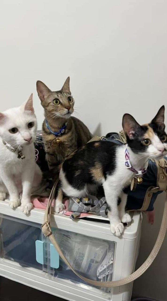 貓系商行 🐾 代購、團購、批發