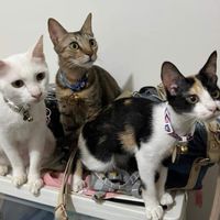 貓系商行 🐾 代購、團購、批發