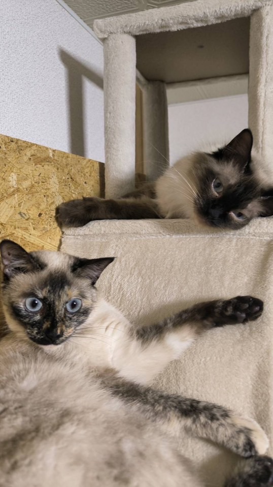 猫好きさんの雑談部屋